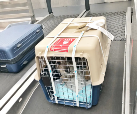 枣庄宠物托运 宠物托运公司 机场宠物托运 宠物空运